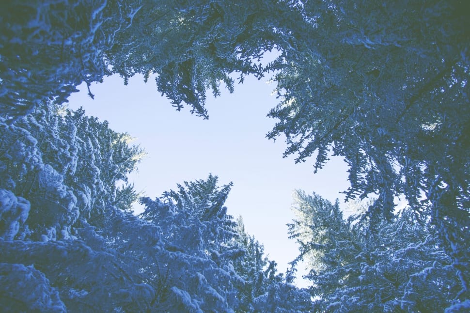 gray snow covered fine trees preview