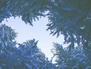gray snow covered fine trees thumbnail