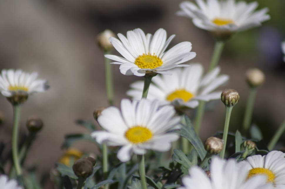 selective focus photography of a white full bloom daisy flowers preview