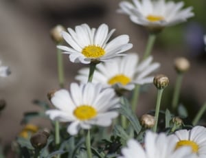 selective focus photography of a white full bloom daisy flowers thumbnail