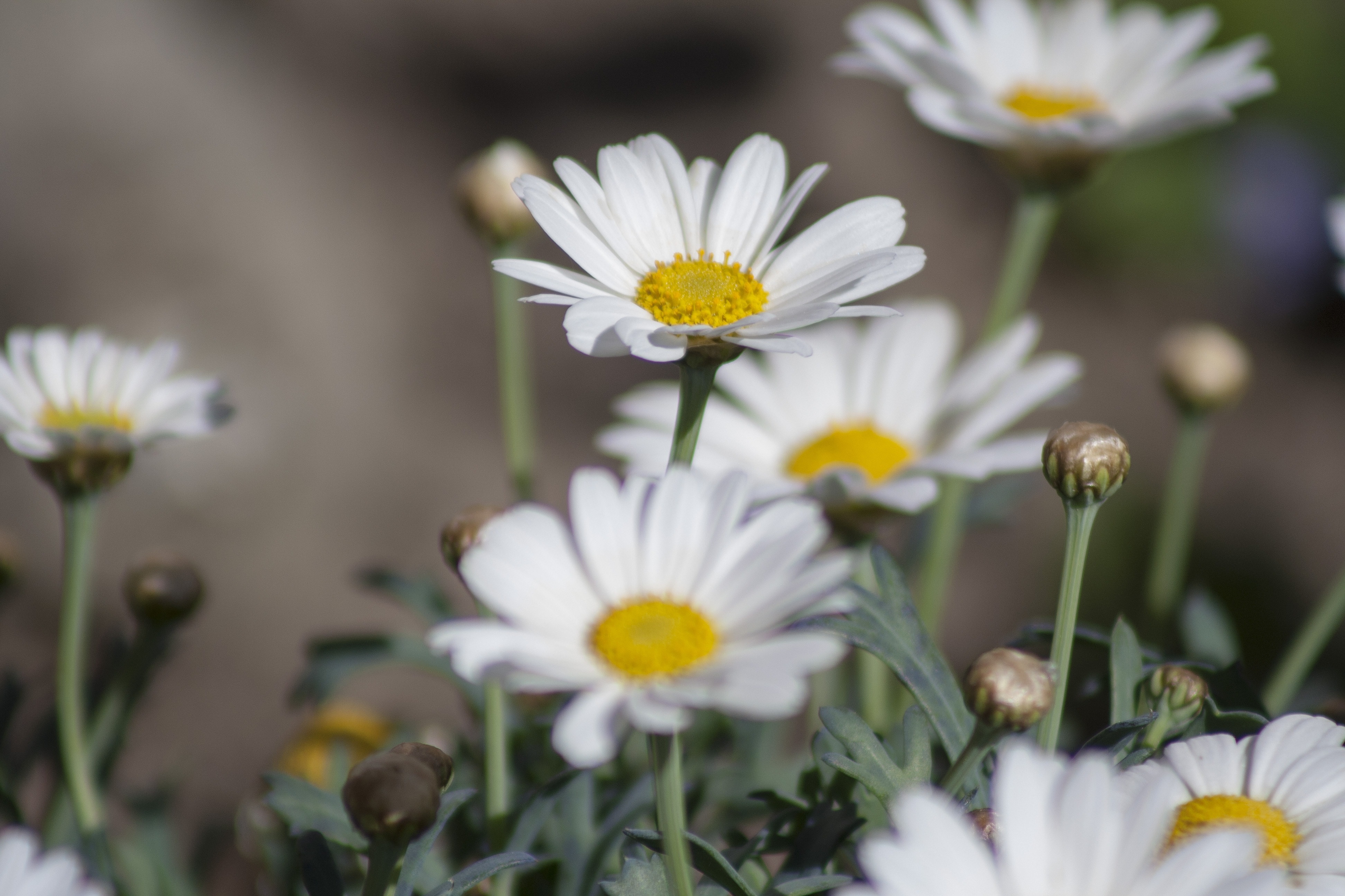 selective focus photography of a white full bloom daisy flowers