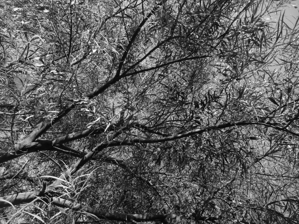 grayscale photo of leaf tree preview