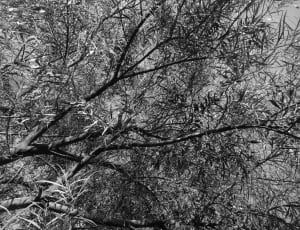 grayscale photo of leaf tree thumbnail