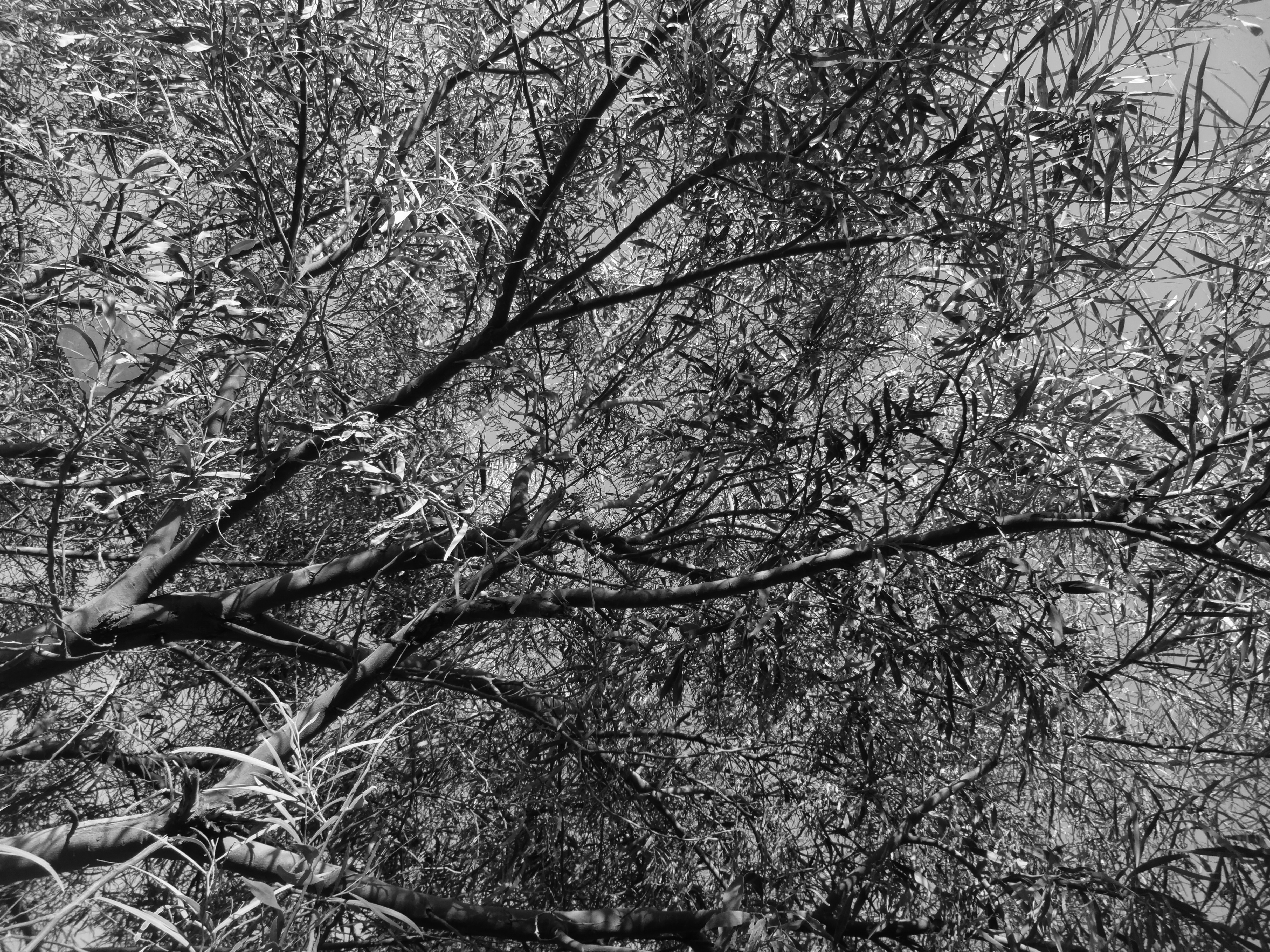 grayscale photo of leaf tree