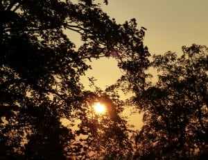 silhouette of tree leaves covering sun thumbnail