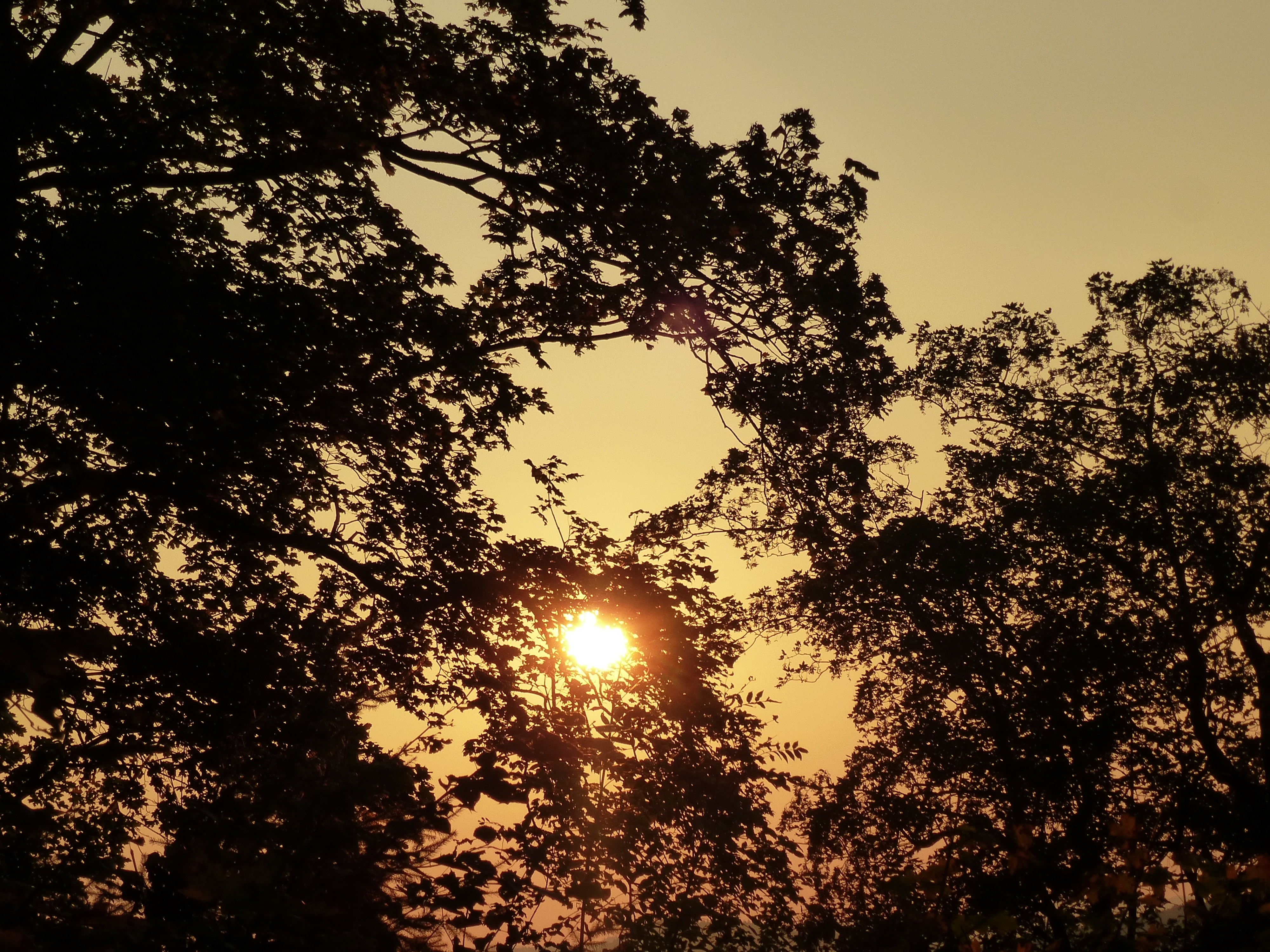 silhouette of tree leaves covering sun