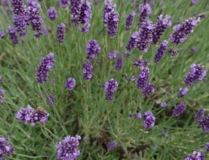 purple lilacs thumbnail