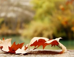 two brown maple leaves on top of gray floor thumbnail