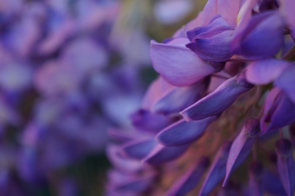 purple lupine flower preview