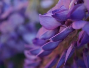 purple lupine flower thumbnail