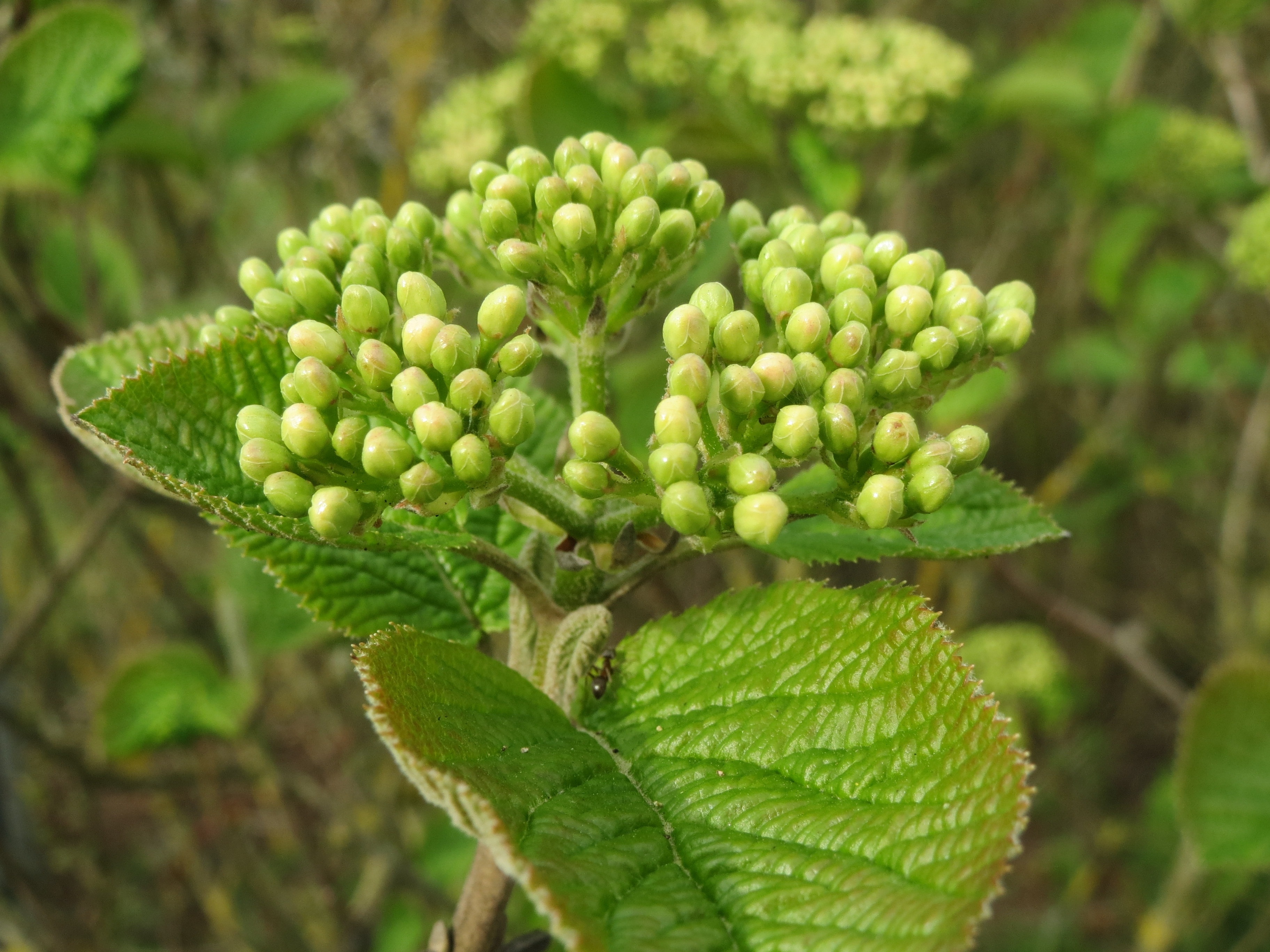 Viburnum Lantana, Wayfarer, green color, growth