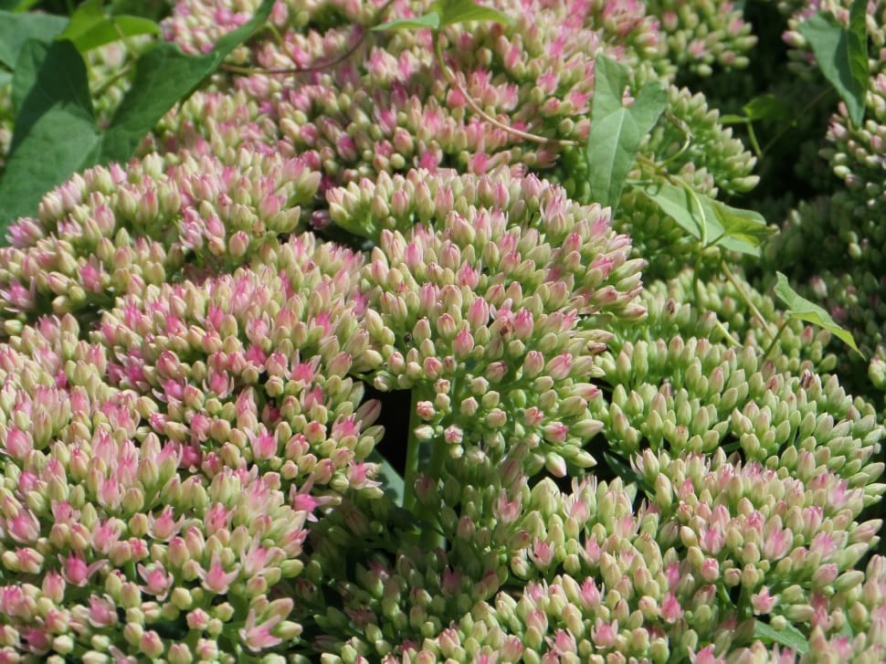 pink and green flower buds preview