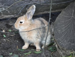 brown white and gray rabbit thumbnail