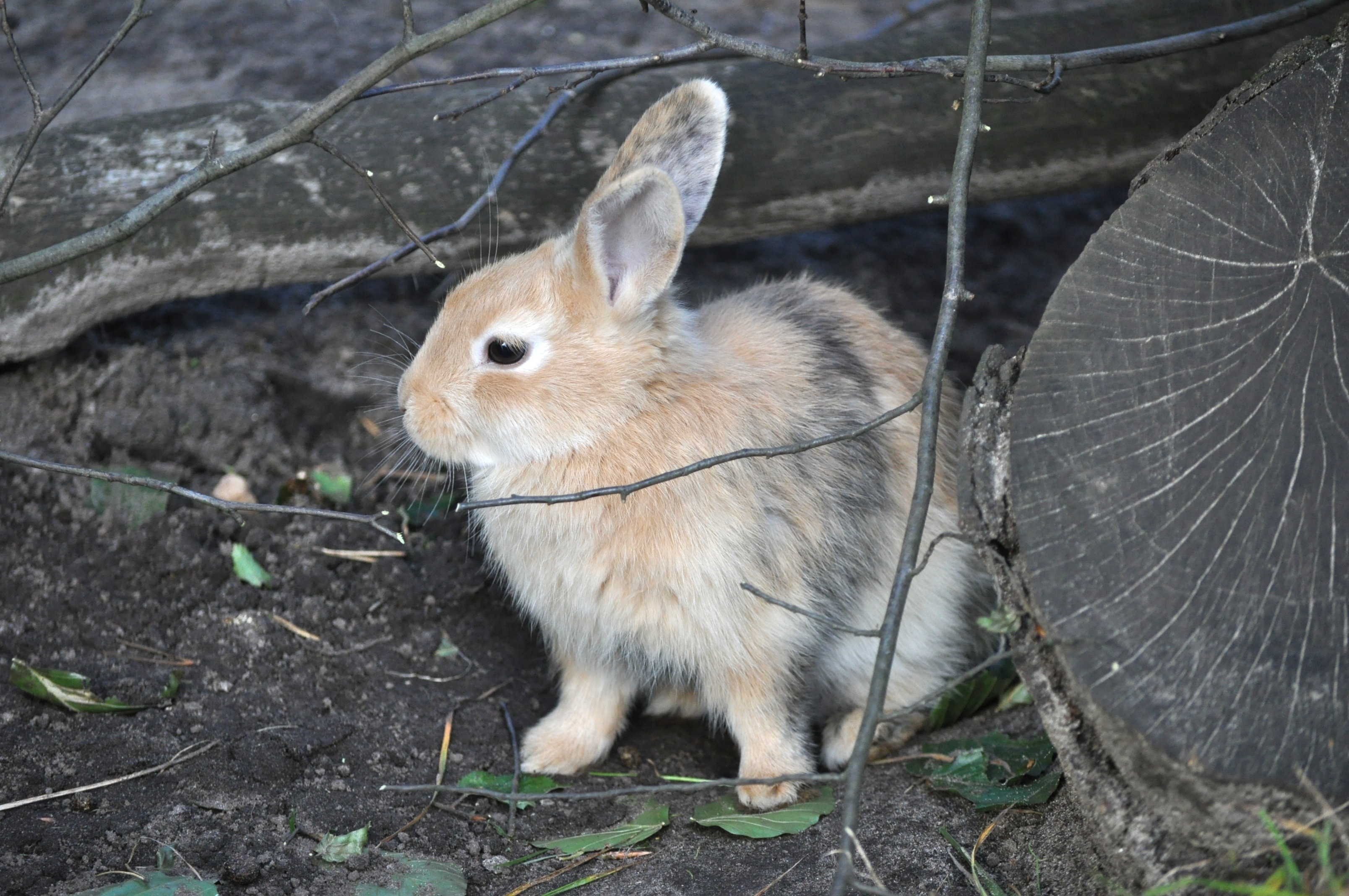 brown white and gray rabbit