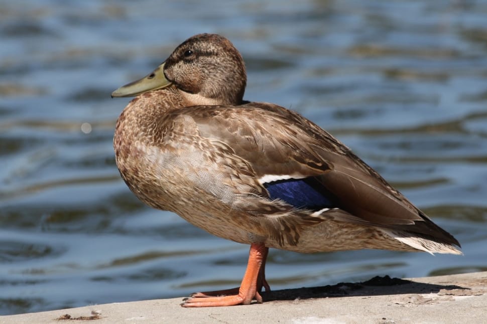 brown mallared duck preview