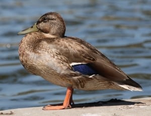 brown mallared duck thumbnail