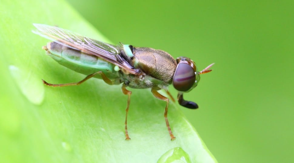 green and brown fly preview