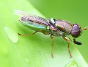 green and brown fly thumbnail