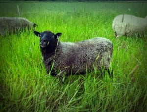 gray and black sheep surrounded by green grass during daytime thumbnail