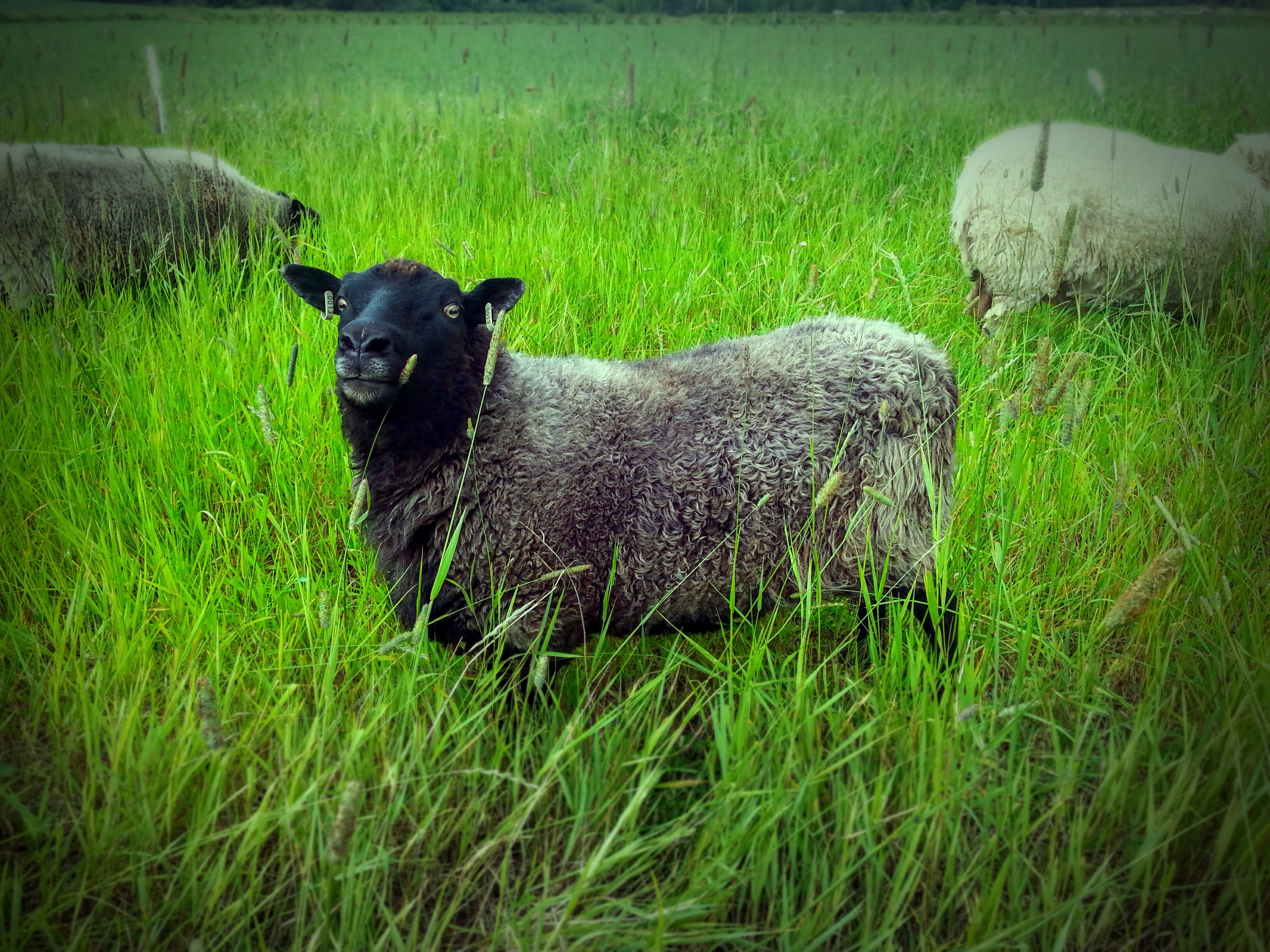 gray and black sheep surrounded by green grass during daytime