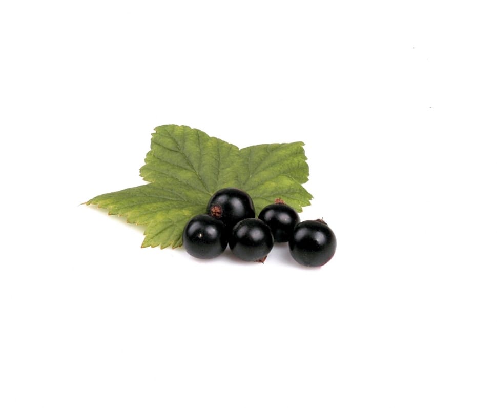 blackberry fruit preview