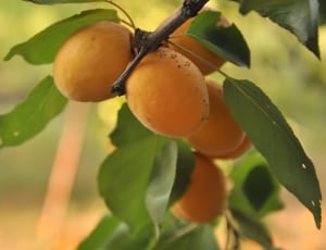 orange small fruit thumbnail