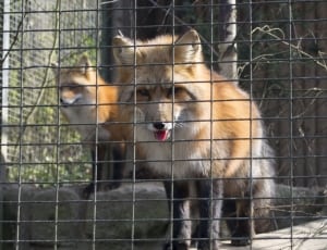 2 orange and black foxes thumbnail