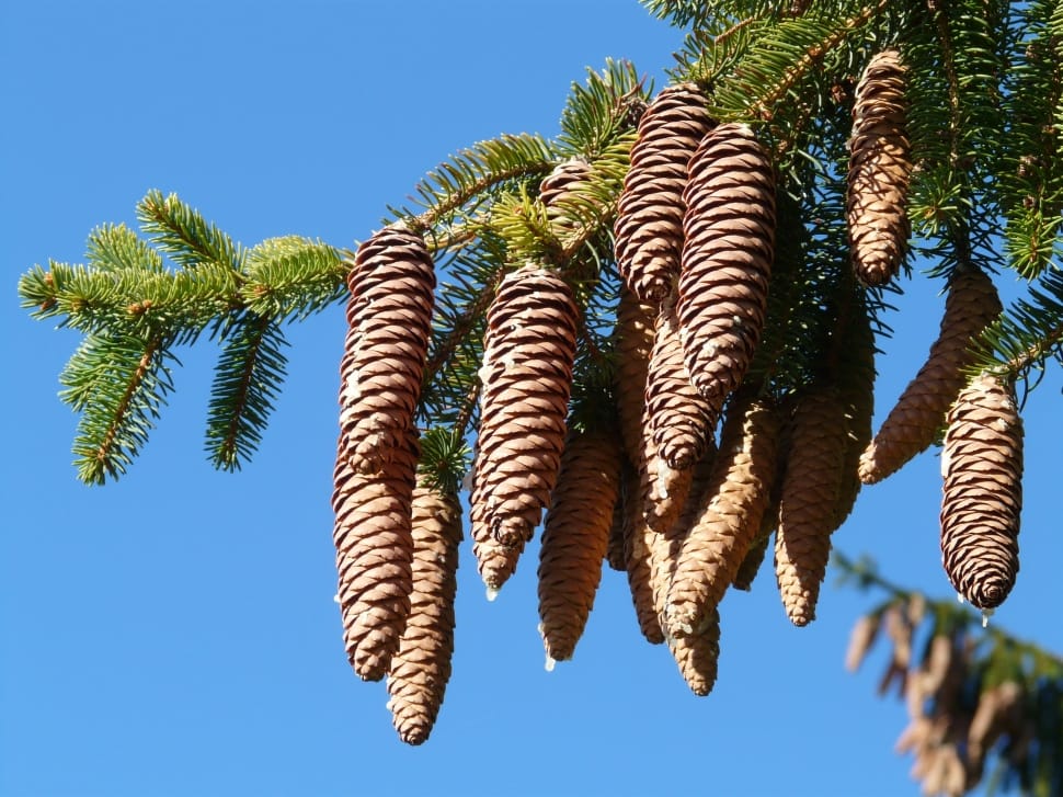 brown pine cones preview