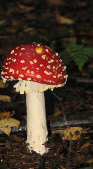 red beige and white mushroom thumbnail