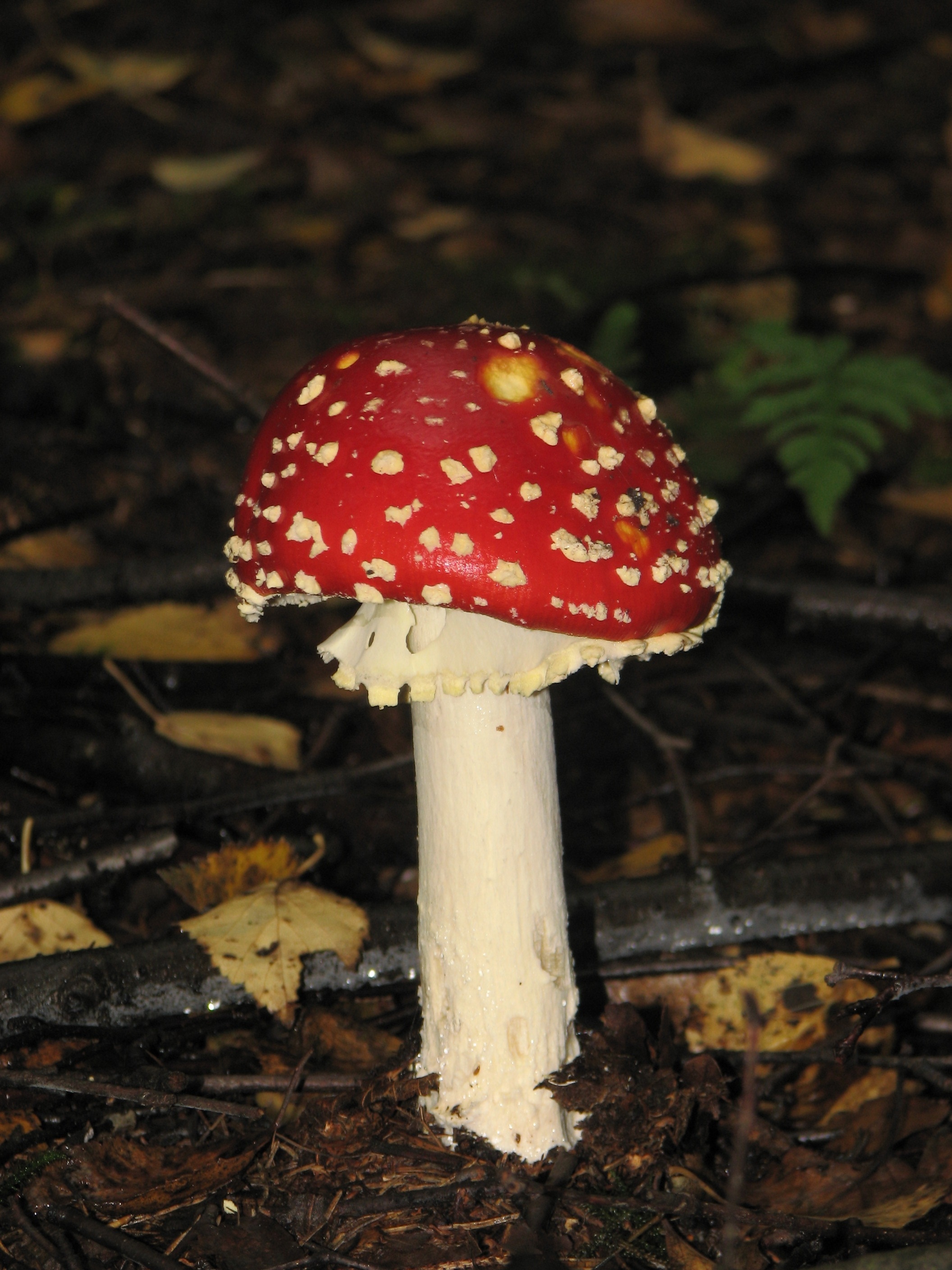 red beige and white mushroom