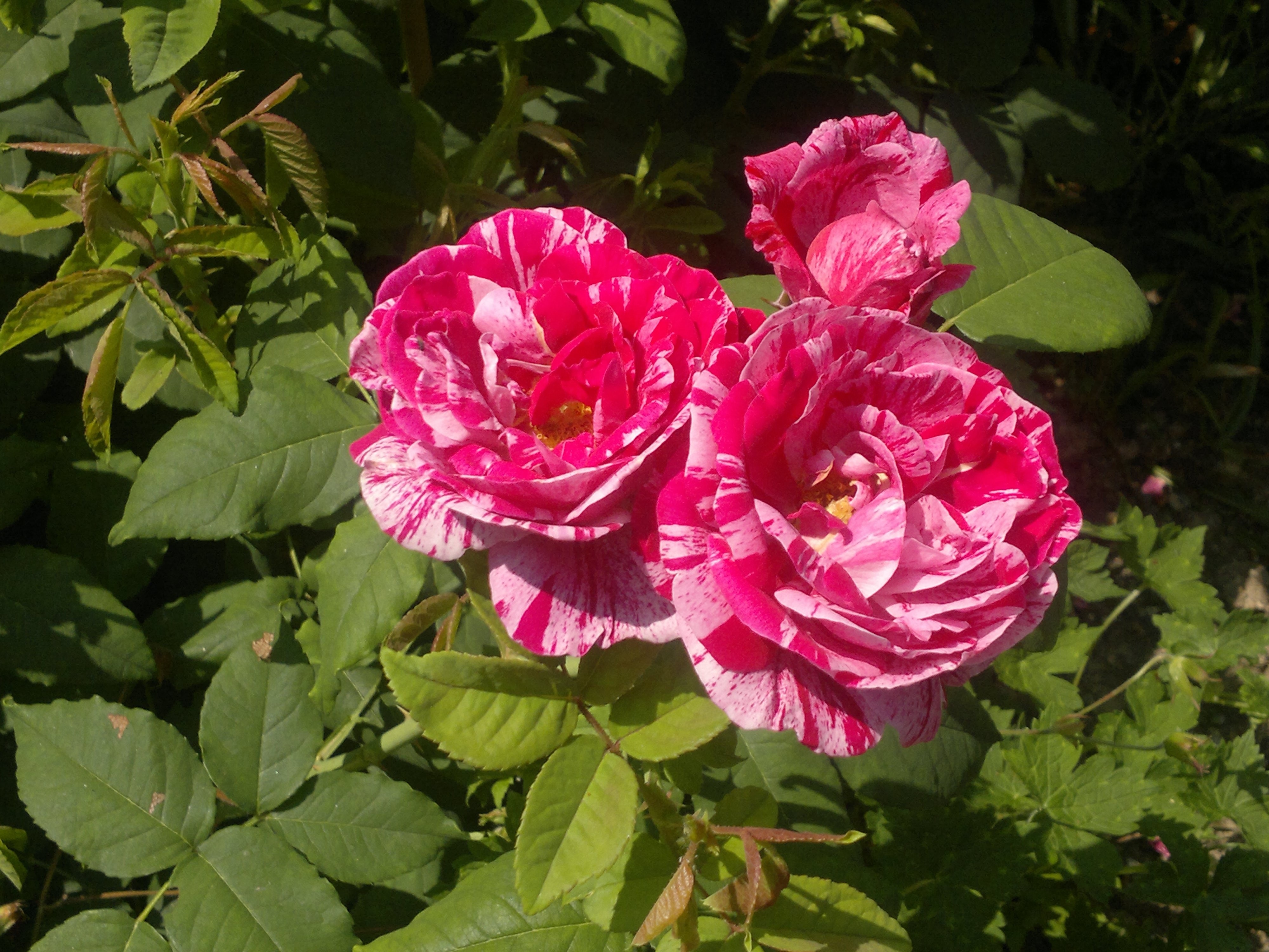 pink and red  rose plant