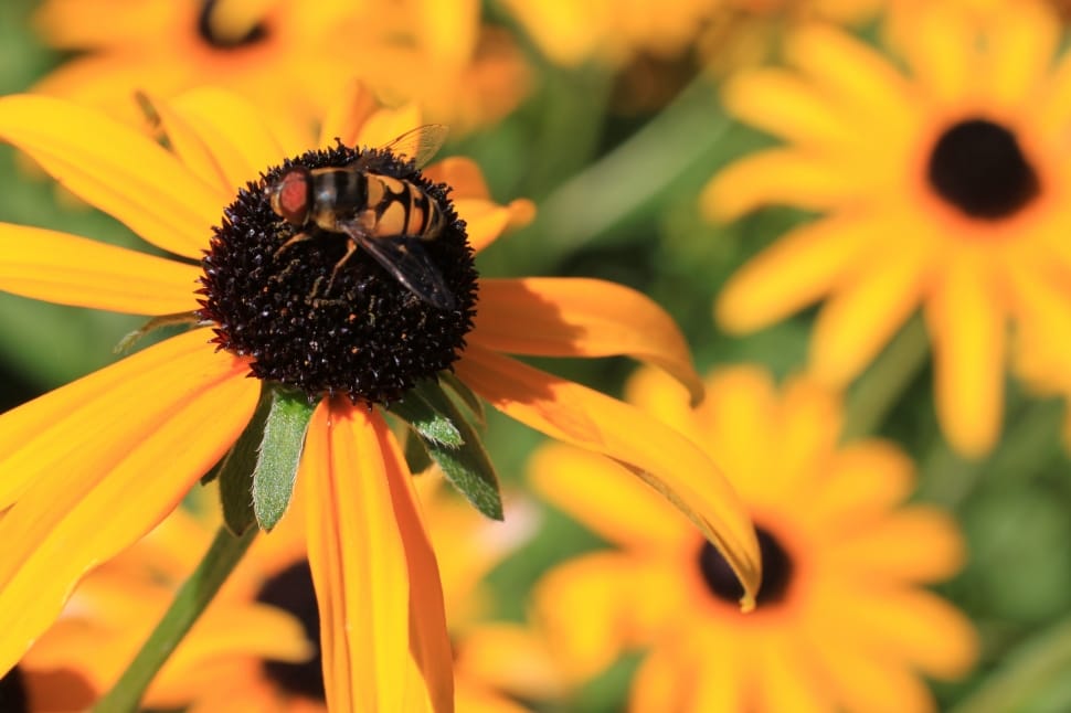 yellow and black hoverfly and yellow flowers preview