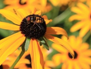 yellow and black hoverfly and yellow flowers thumbnail