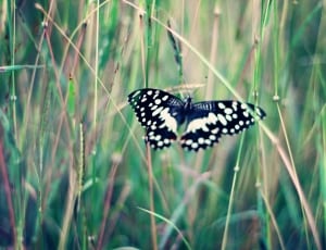 white potted black butterfly thumbnail