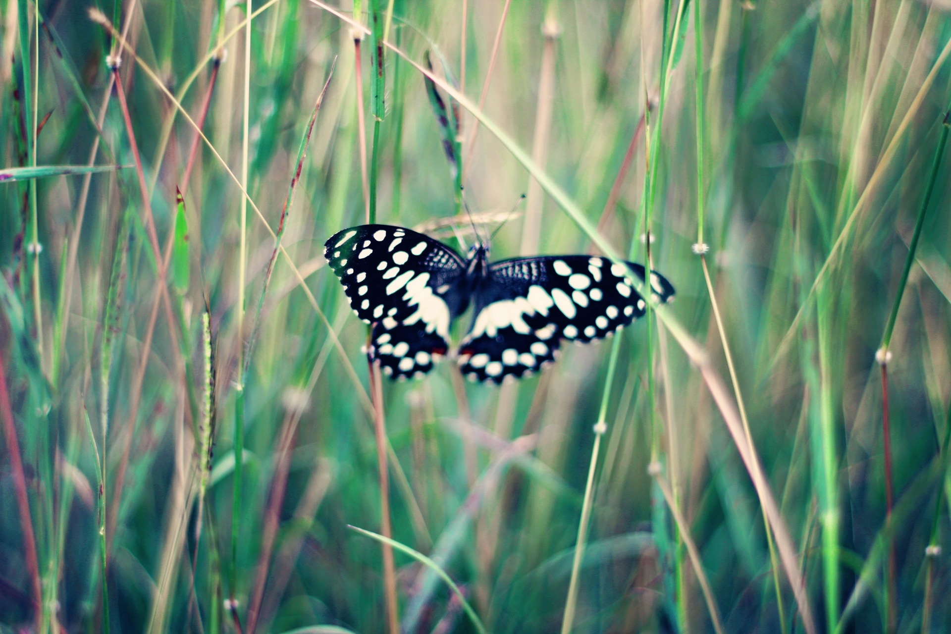 white potted black butterfly