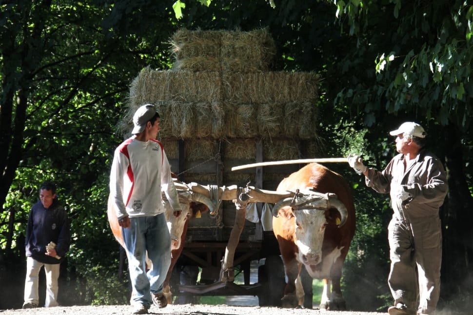man with cap in white and red long sleeve with two white and brown bulls carrying hay stacks preview