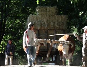 man with cap in white and red long sleeve with two white and brown bulls carrying hay stacks thumbnail