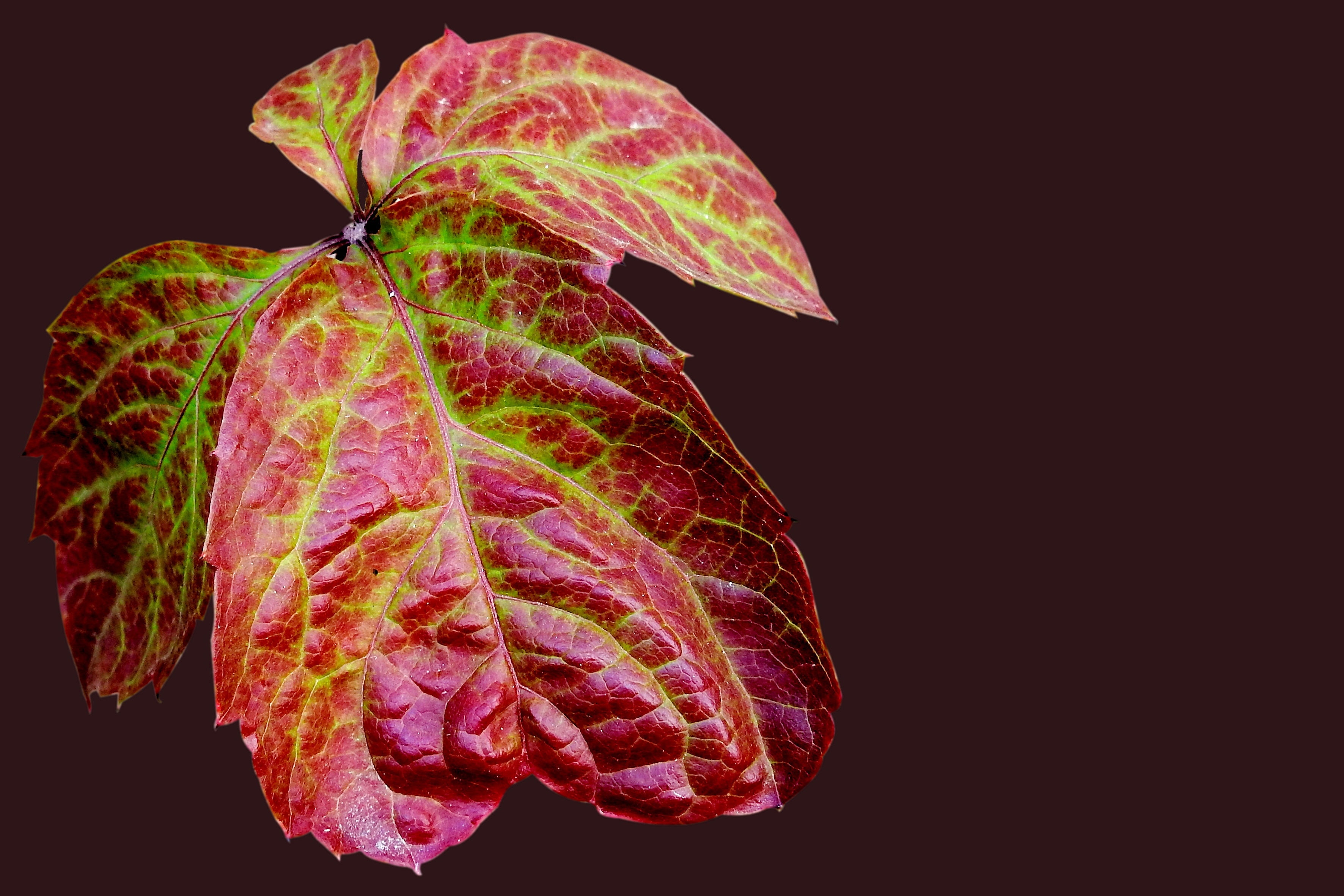 3 red and green leaf