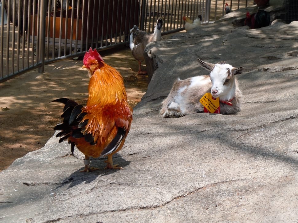 orange rooster and grey and white goat kid preview