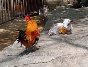 orange rooster and grey and white goat kid thumbnail