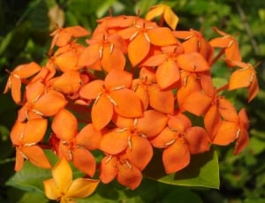 orange petaled flowers thumbnail