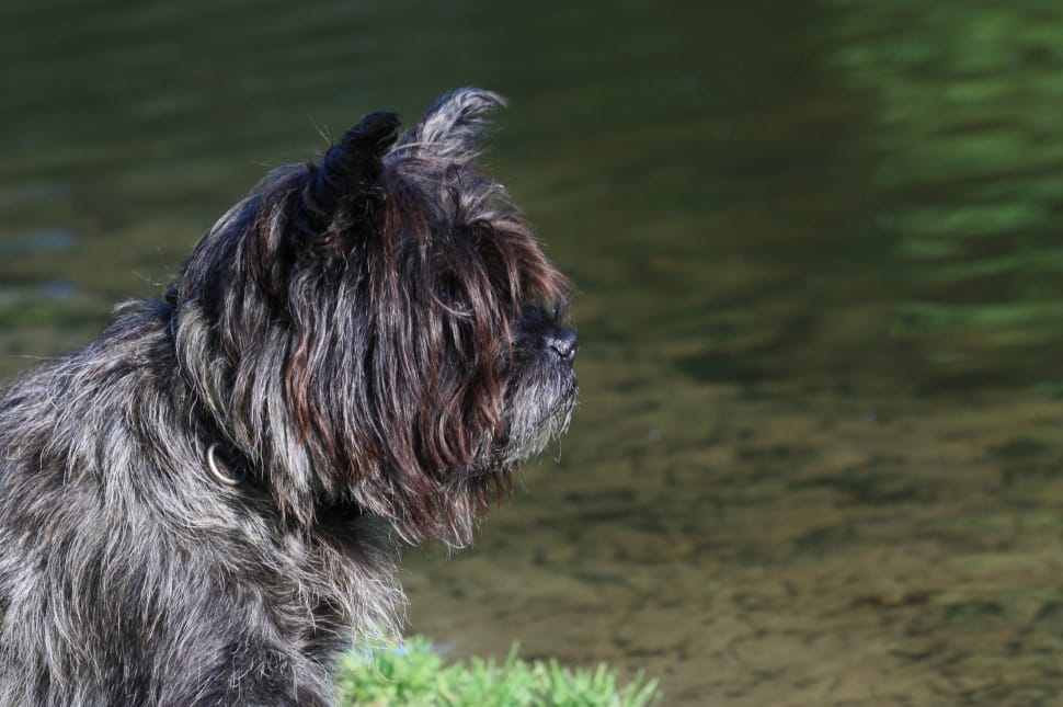 black and gray tibetan terrier preview