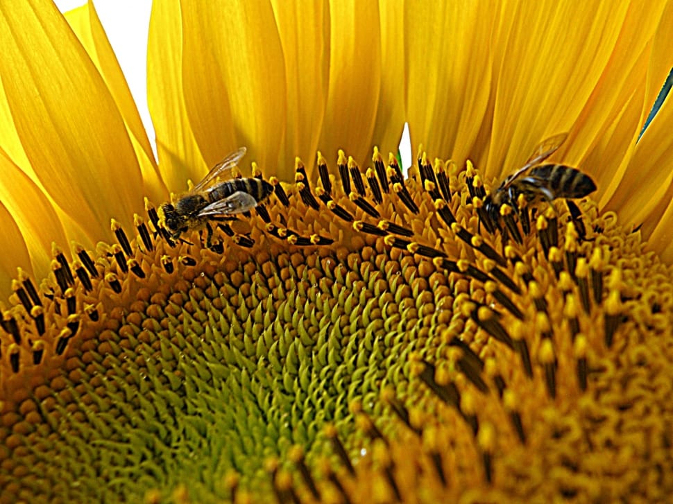 2 bees and sunflower preview