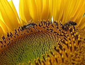 2 bees and sunflower thumbnail