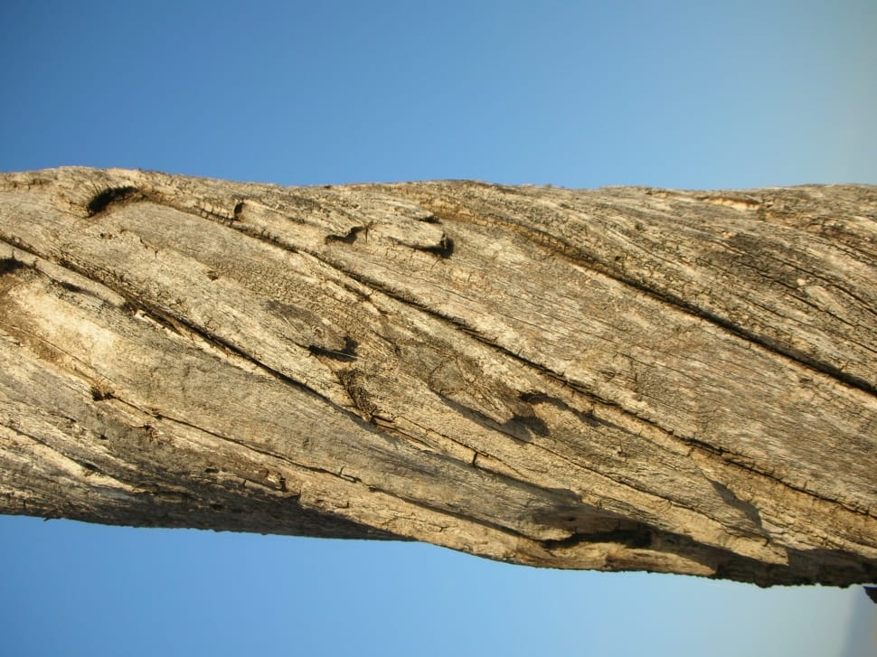 tree trunk preview