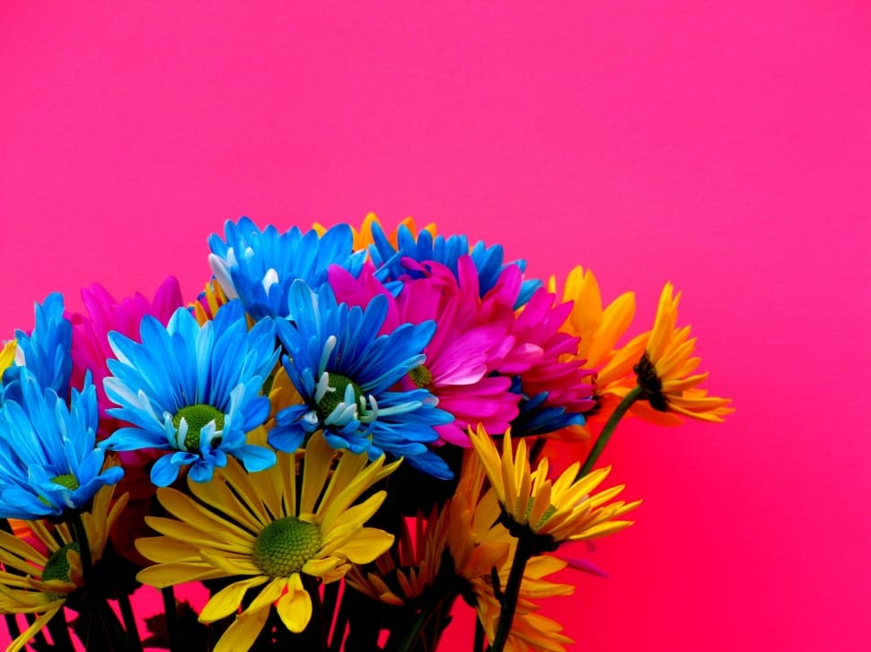 blue, yellow, and pink petaled flowers preview