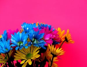 blue, yellow, and pink petaled flowers thumbnail