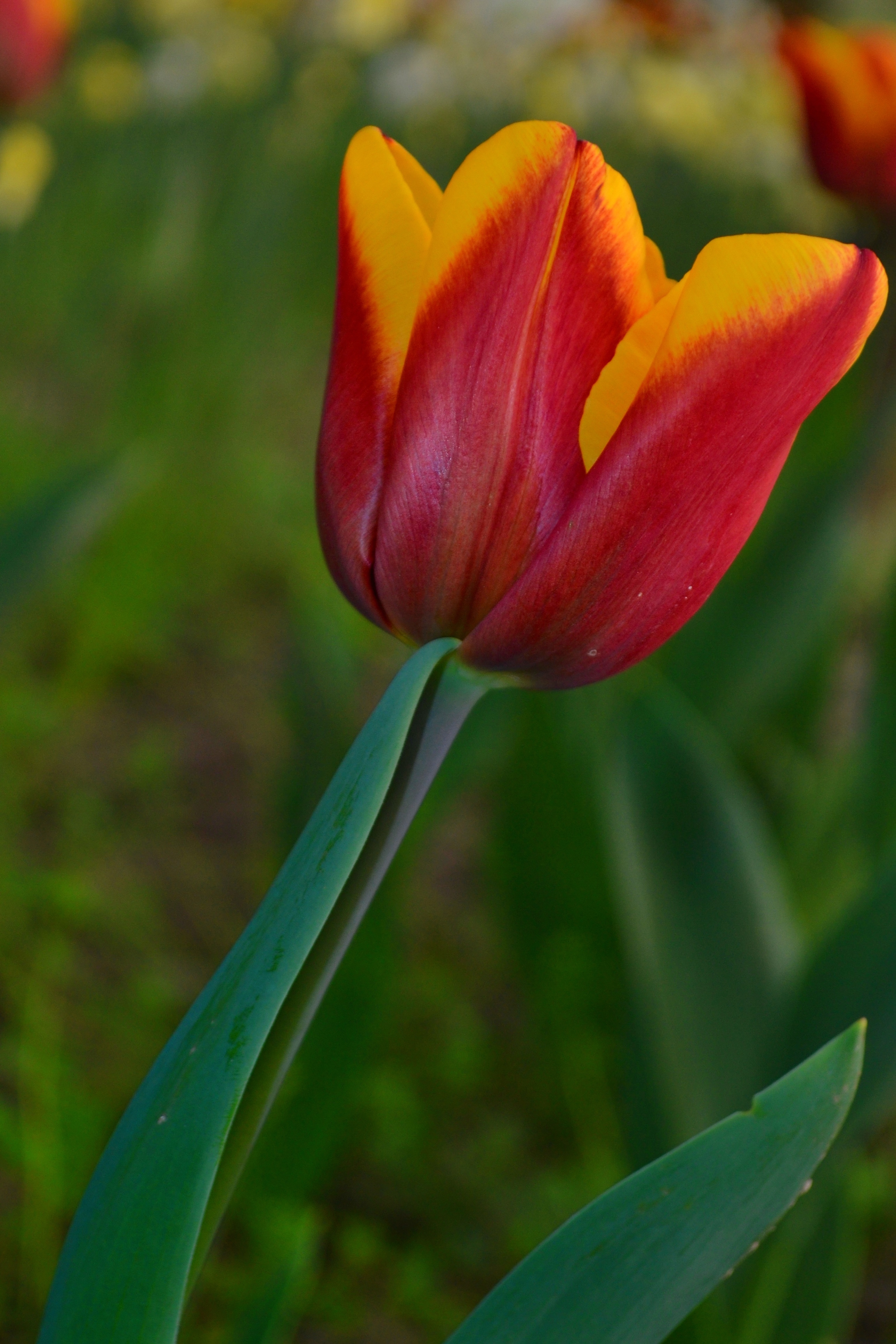 red and yellow petaled flower