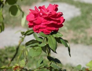 red carnation flower thumbnail