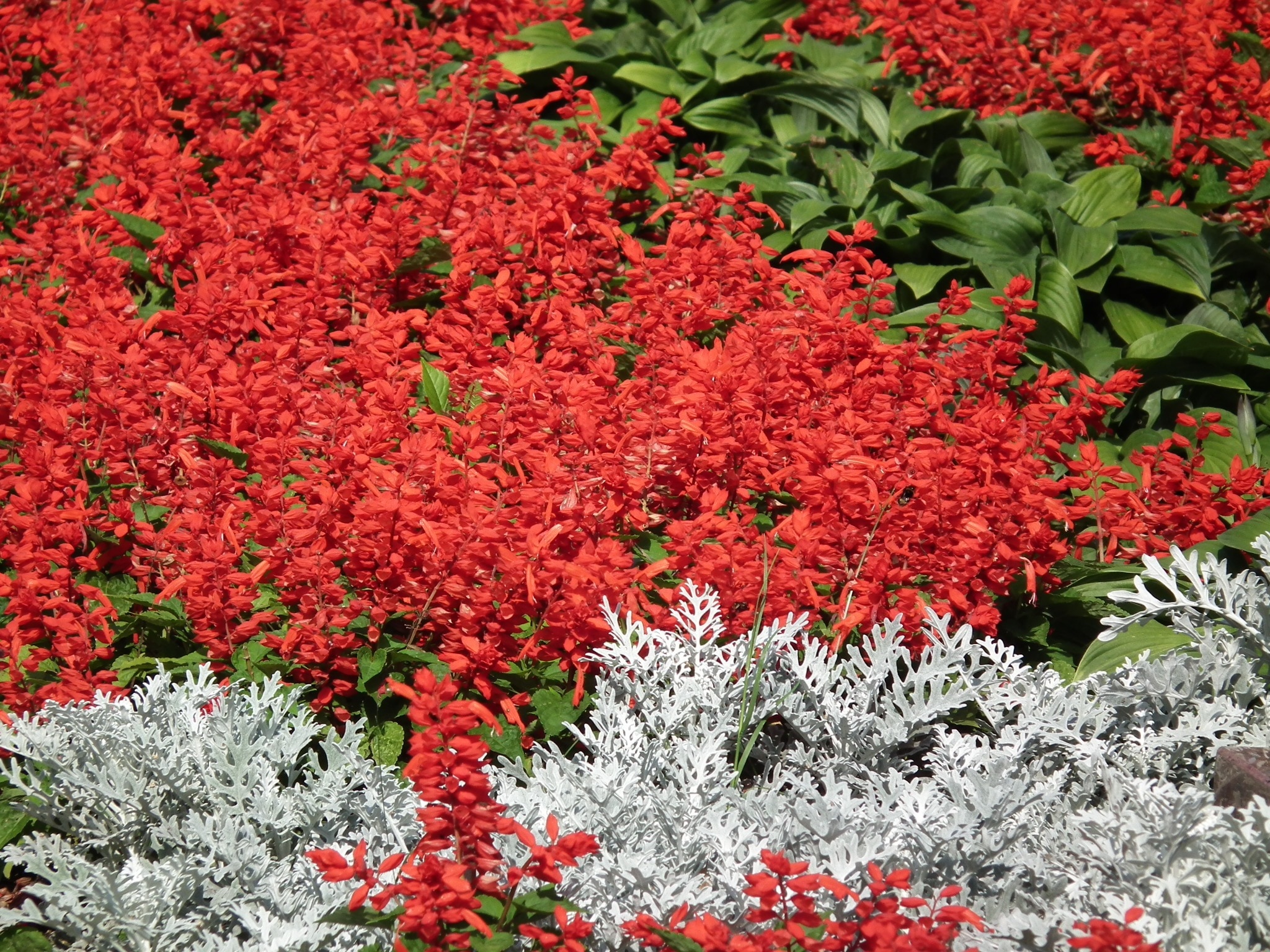 Красные цветы многолетники фото и названия